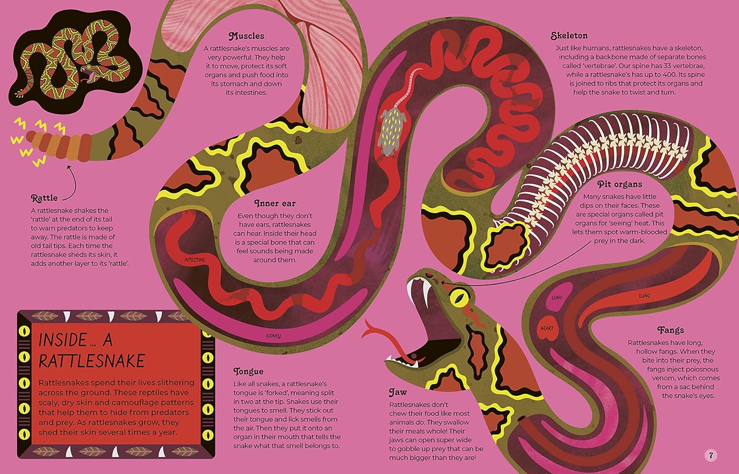 Inside Animals