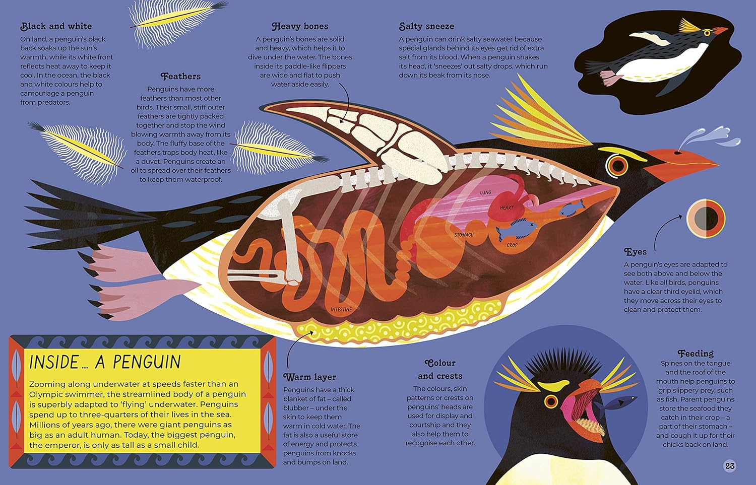 Inside Animals